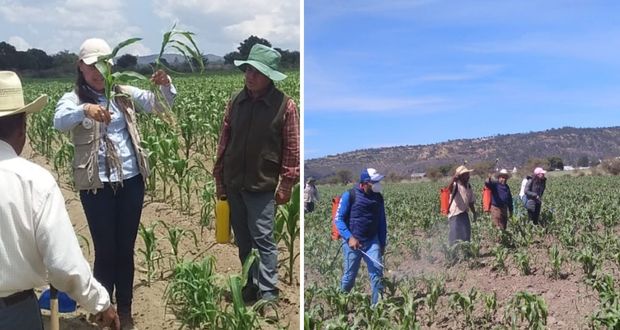 Capacitan a 161 productores de Ocotepec y Tepeyahualco para manejar cultivos