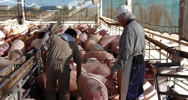 Afinan Agricultura e industria estrategia contra peste porcina