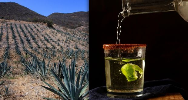 Gobierno busca certificar 1,200 productores de mezcal para mejorar ingresos
