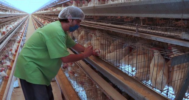 Senasica vacunará aves de producción ante brote de influenza aviar AH5N1