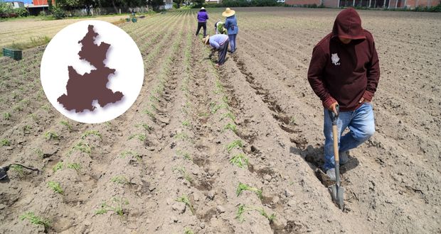 Valor agrícola y pecuario de Puebla, de 52 mil 881 mdp; octavo en país