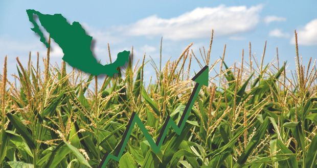 Desde 2018, producción de maíz y otros granos básicos sube 3.5%