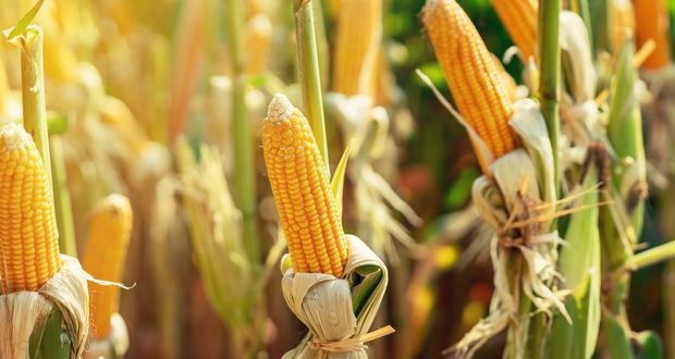 AMLO acuerda con EU ampliar 2 años plazo para importar maíz amarillo