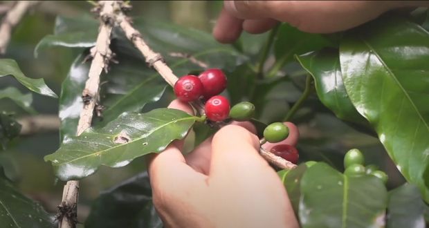 Inicia cosecha de café; Puebla tercer, productor nacional: Agricultura