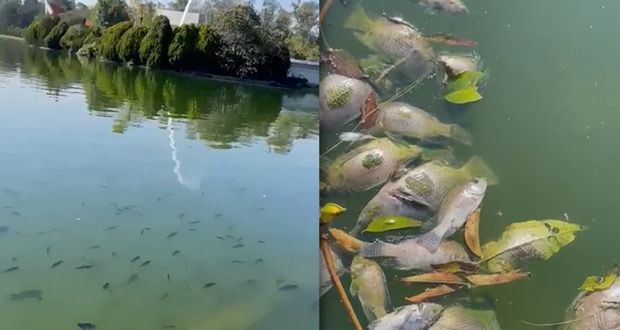 Denuncian muerte masiva de peces en Chapultepec; Sedema responde