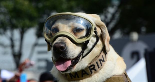 A los 13 años, muere Frida, perrita rescatista en sismo de 2017