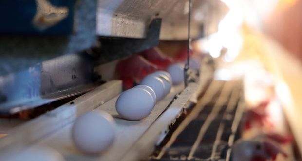 Implementa Senasica medidas contraepidémicas en siete estados para proteger a la producción avícola nacional