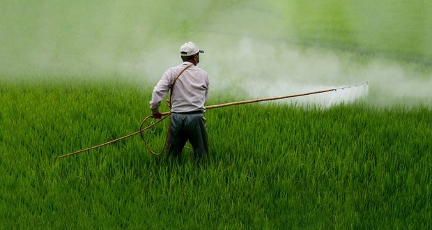 ¿Qué es el glifosato? daños a la salud, uso y prohibición en México