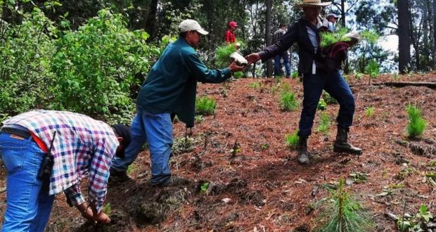 Gobierno estatal va por producción de 4.5 millones de plantas para reforestación