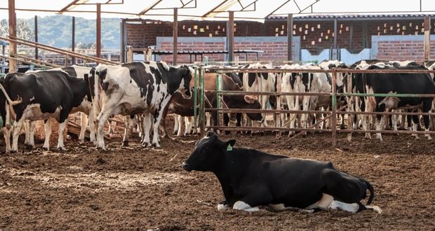 Agricultura rediseña plan contra tuberculosis bovina en hatos lecheros
