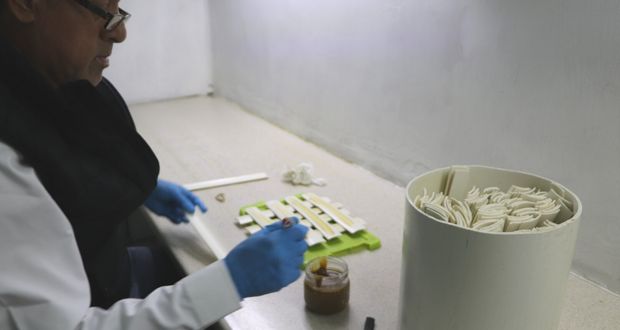 Agricultura promueve técnica contra plaga de gusano en maíz