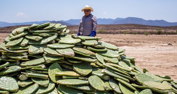 Agricultura pondrá viveros de nopal sin espinas en Zacatecas
