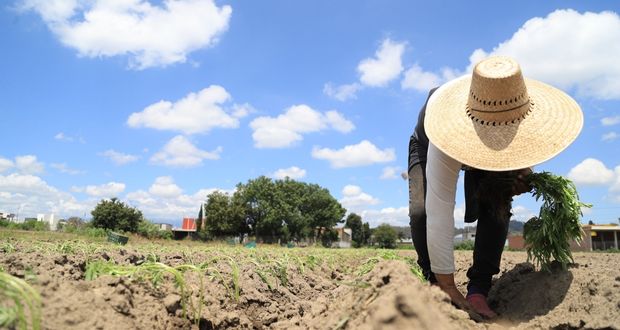 Aprueban que trabajadores del campo accedan a seguridad social. Foto: especial.