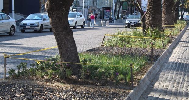 Comuna entrega rehabilitación de 4 camellones de avenida Juárez