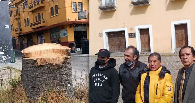 Comuna retira palmeras en 14 Oriente por plaga y promete sustituirlas
