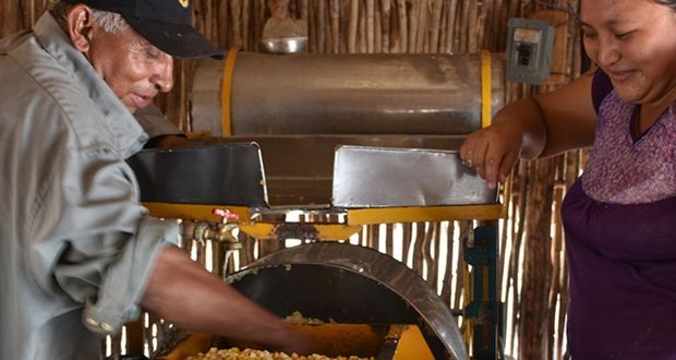 Promueve Agricultura técnica de nixtamalización en países africanos para fortalecer la seguridad alimentaria de la región