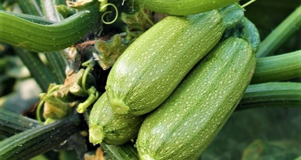 Producción de 15 cultivos sube en Puebla hasta noviembre; calabacita con 35%