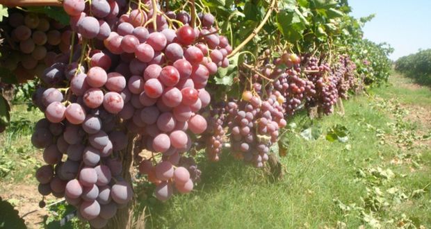 Con 492 mil toneladas, garantizado abasto de uva: Agricultura