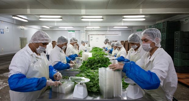 Fortalecerá Agricultura en 2023 producción de alimentos sanos y seguros con Reglas de Operación del Programa de Sanidad e Inocuidad Agroalimentaria