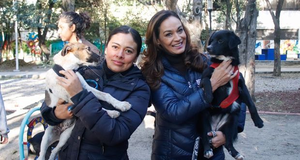 Ayuntamiento de Puebla ha rescatado a 800 perros callejeros