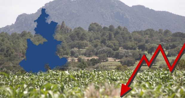 En 2022, cae producción de maíz en 186 municipios de Puebla; solo 26 con alza