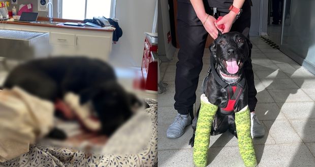 En Puebla, atropellan a perrita “Aguacate”; piden apoyo para operarla