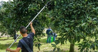 Tres municipios productores de aguacate en Puebla, libres de dos plagas