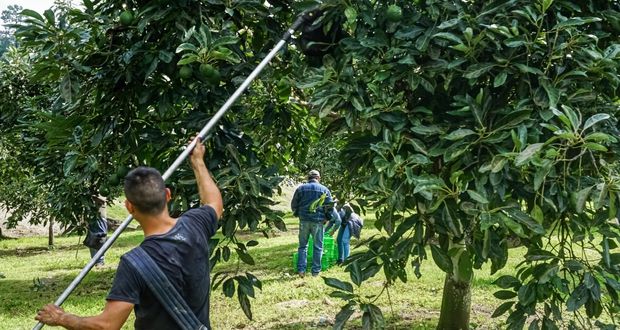 Tres municipios productores de aguacate en Puebla, libres de dos plagas