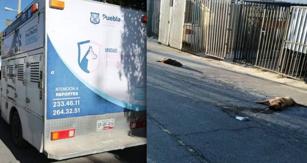 En Castillotla, envenenan a más de 10 perros; habrá denuncia en FGE