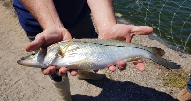 Robalo, pez de agua dulce y salada, impulsará acuacultura: Agricultura
