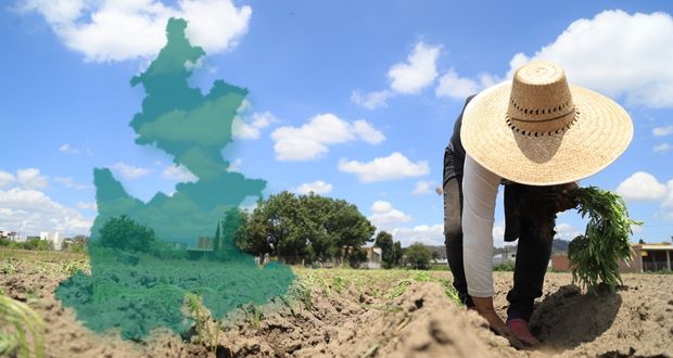 Al alza, producción de 34 cultivos en Puebla en 2022; bajan 14, entre ellos trigo y maíz