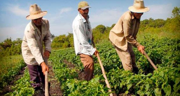 Federación aplica medidas para garantizar alimentos: Agricultura