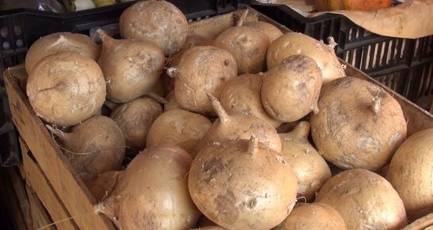 Cosecha de jícama en Veracruz, con buenas perspectivas: Agricultura