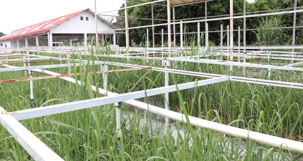Fortalece México investigación y transferencia de tecnología en la agroindustria de la caña de azúcar
