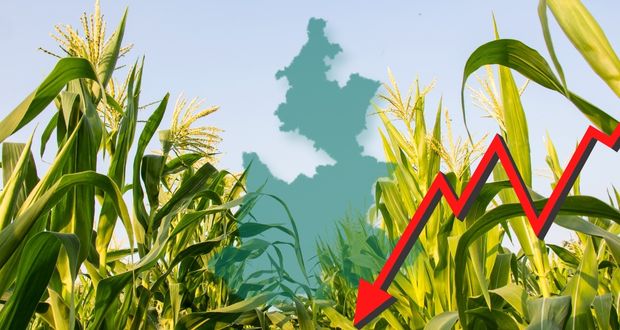 Producción de maíz en Puebla cae 45.7% hasta noviembre; en país, 2.4%