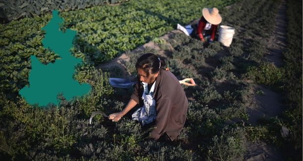 En 11 meses, fondos a Producción para Bienestar suben 10% en Puebla