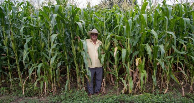 Fertilizantes para el Bienestar aumentan producción en Guerrero