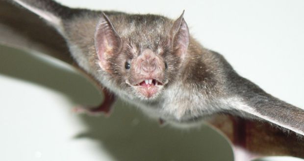 Tras necropsia, confirman rabia en niño por mordida de murciélago en Oaxaca