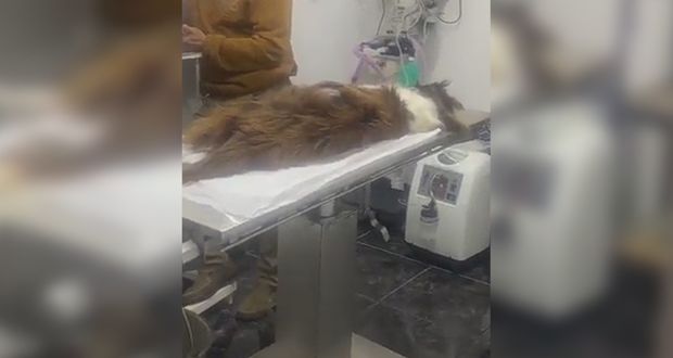 Por muerte de perro, acusan negligencia en veterinaria de Puebla capital