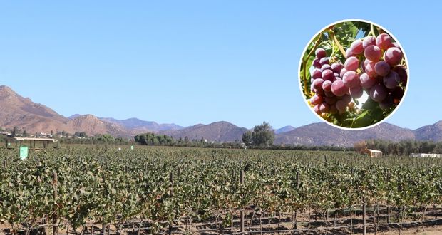Federación declara el 7 de octubre como “Día del Vino Mexicano”