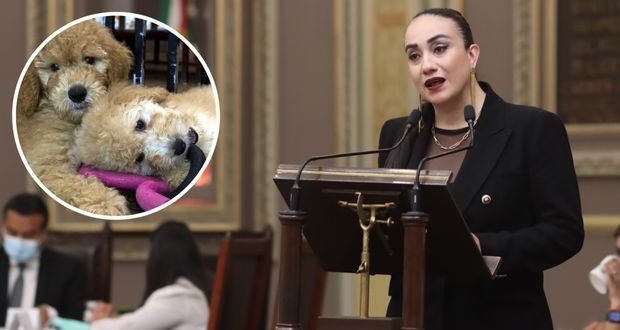 Presentan en el Congreso del Estado iniciativa para prohibir la venta de perros y gatos de criaderos