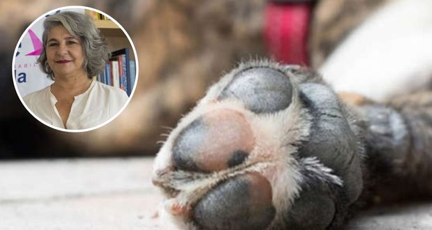 FGE ya tiene datos para caso de perros envenenados en Castillotla: Arabian
