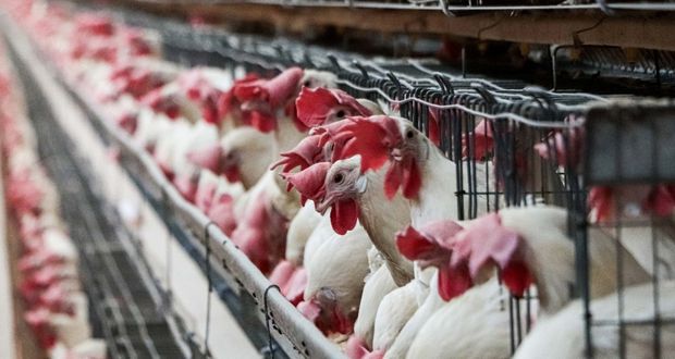 Agricultura retira cuarentena de influenza aviar AH5N1 en Yucatán