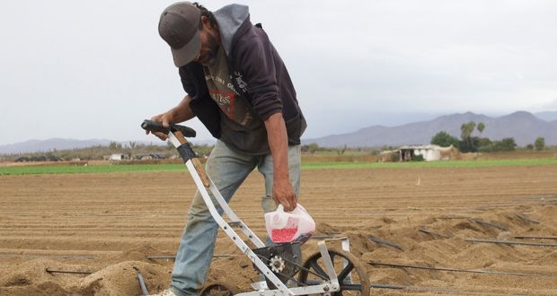 En día mundial de las legumbres, Agricultura destaca valor nutricional