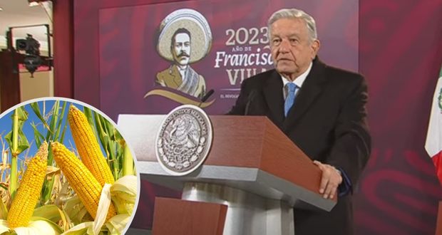Decreto de AMLO prohíbe maíz transgénico para humanos; limita glifosato