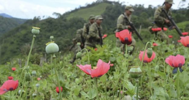 Ejército destruye plantío de amapola de 6.5 hectáreas en Sinaloa