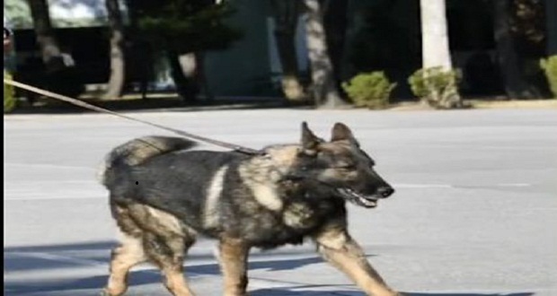 Muere Proteo, perro rescatista mexicano en Turquía; así lo despidieron