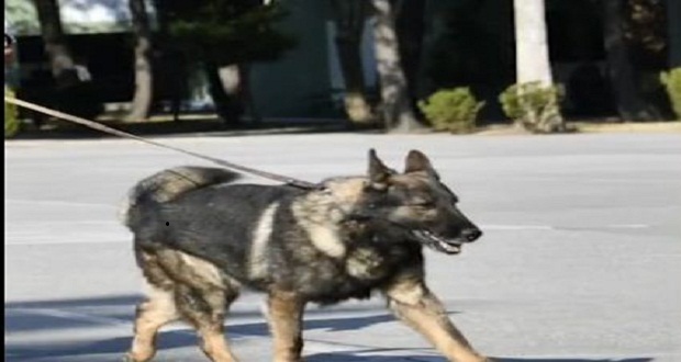 Muere Proteo, perro rescatista mexicano en Turquía; así lo despidieron 