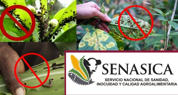 En 2022, acciones sanitarias impidieron ingreso de 191 plagas: Agricultura