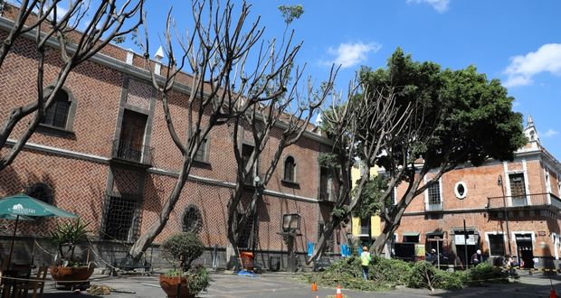 Comuna analiza sanción a empresa que podó árboles en Plaza de la Democracia